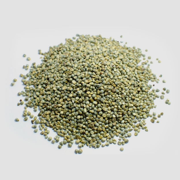 Pearl Millet Bajra