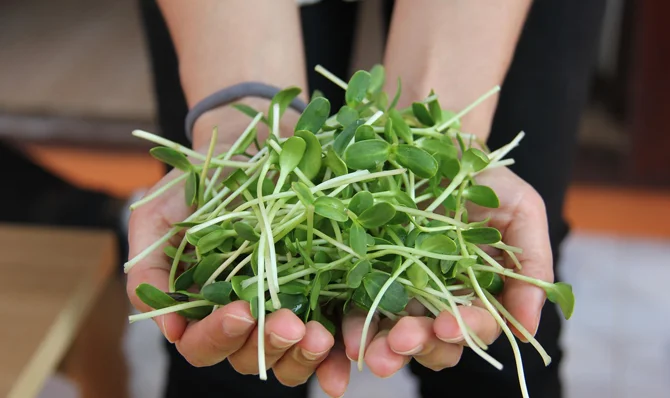 tiny greens
