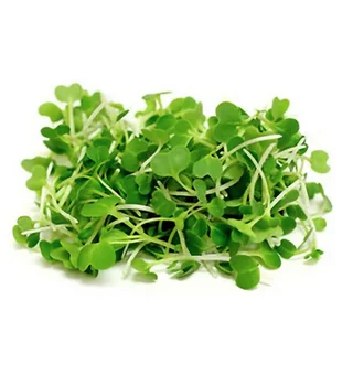 Pak Choi Microgreens