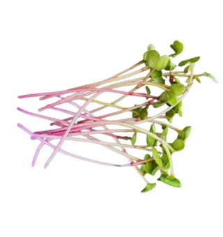 Radish China Rose Microgreens