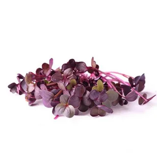 Radish Sango Microgreens
