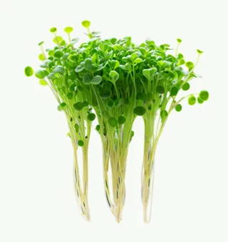Chia Microgreens
