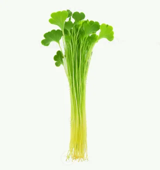 Mustard Microgreens