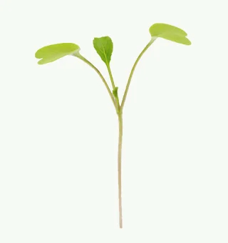 Pak Choi Microgreens