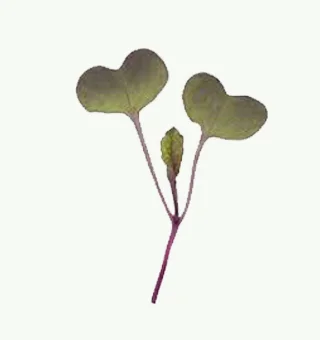 Radish Sango Microgreens