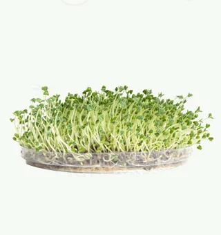 Chia Microgreens
